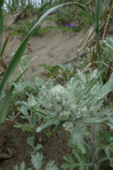 Artemisia stelleriana