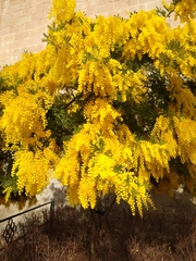 Acacia dealbata