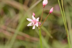 Nerine gracilis
