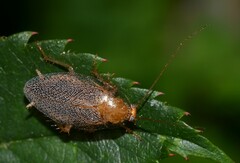 Ectobius pallidus