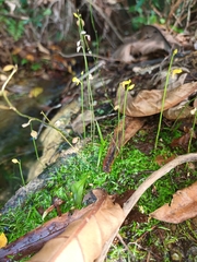 Utricularia bifida
