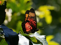 Pseudacraea boisduvalii