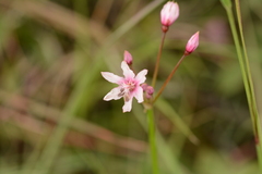 Nerine gracilis