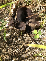 Sarcosphaera coronaria