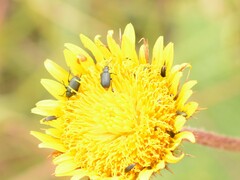 Gastrida abdominalis