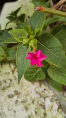 Mirabilis jalapa