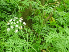 Cicuta virosa