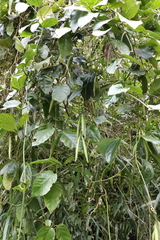 Vincetoxicum auriculatum