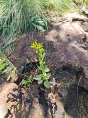 Kalanchoe paniculata