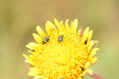 Gastrida abdominalis