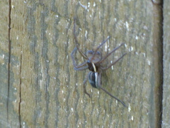Dolomedes