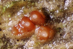 Neonectria hederae