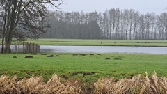Talpa europaea