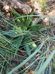 Aloe greatheadii davyana