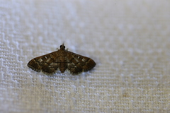 Nacoleia