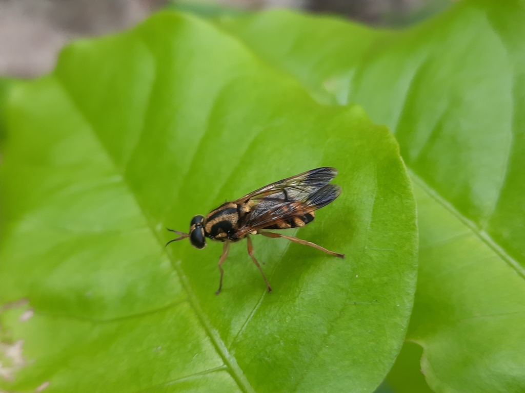 Nigritomyia festinans