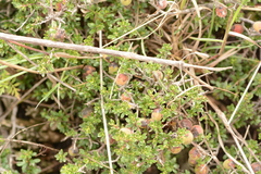 Diospyros austro-africana