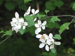 Malus sylvestris