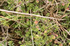 Diospyros austro-africana