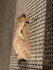 Elhamma australasiae