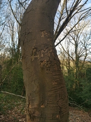 Acer pseudoplatanus