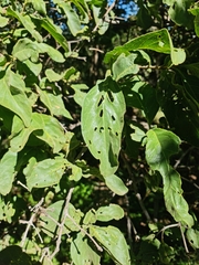 Vangueria infausta