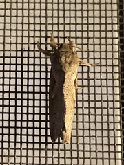 Elhamma australasiae