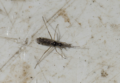 Dicyphus errans