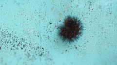 Hypercompe trinitatis