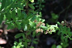 Ozothamnus cuneifolius