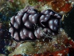 Phyllidiella