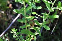 Ozothamnus cuneifolius