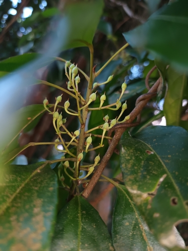 Elaeocarpus mastersii, photograph 3