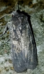Lithophane antennata