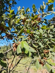 Combretum molle
