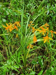 Crocosmia aurea