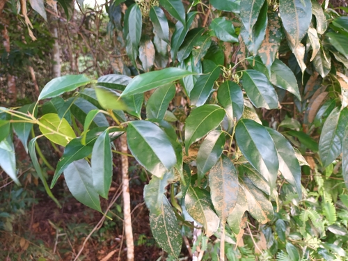 Elaeocarpus mastersii, photograph 4