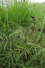 Sanguisorba tenuifolia