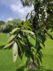 Bolusanthus speciosus