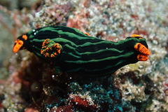 Nembrotha kubaryana