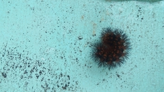 Hypercompe trinitatis