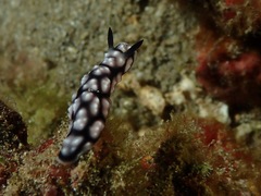 Phyllidiella