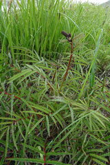 Sanguisorba tenuifolia