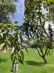 Bolusanthus speciosus