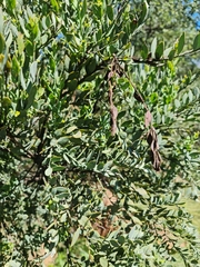 Osyris lanceolata