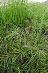 Sanguisorba tenuifolia