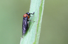 Eutomostethus ephippium