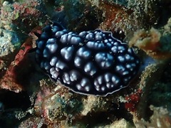 Phyllidiella