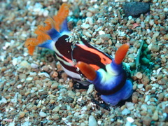Nembrotha