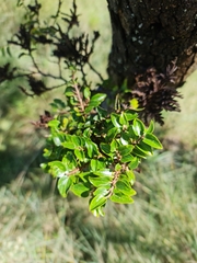 Ziziphus mucronata